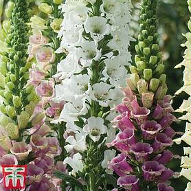 Foxglove 'Mountains Mixed' - Kew Collection Seeds