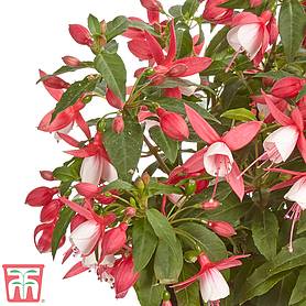 Fuchsia 'Fuchsita Scarlet-White'