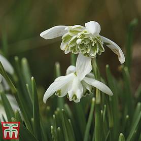 Snowdrop (Double-flowered) In The Green