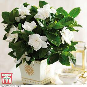 Gardenia 'Deluxe' (House Plant)