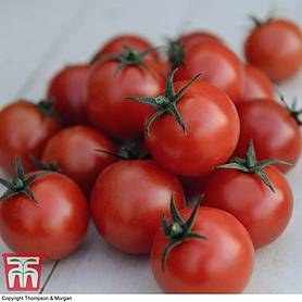 Organic Tomato 'Gardener's Delight'