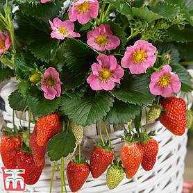 Strawberry 'Gasana'