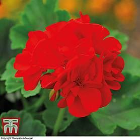 Geranium 'Classic Scarlet Red'