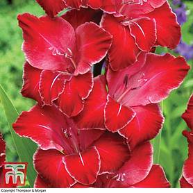 Gladiolus 'Baccarat'