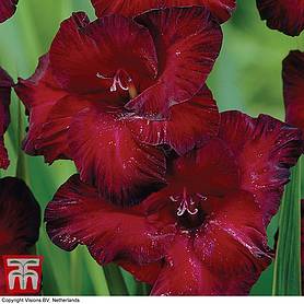 Gladiolus 'Black Jack'