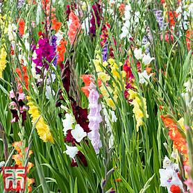 Gladiolus 'Summer Selection'