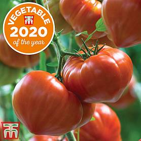 Tomato 'Gourmandia' F1 Hybrid - Seeds