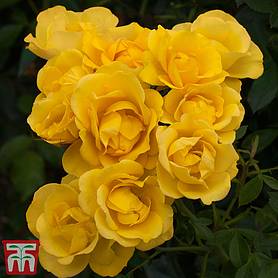 Rose 'Grandma's Rose' (Floribunda Rose)