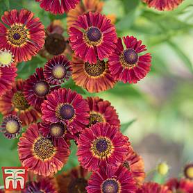 Helenium autumnale 'Red Shades'