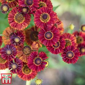 Helenium autumnale 'Red Shades'
