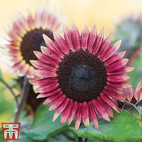 Sunflower 'Ms Mars' - Seeds