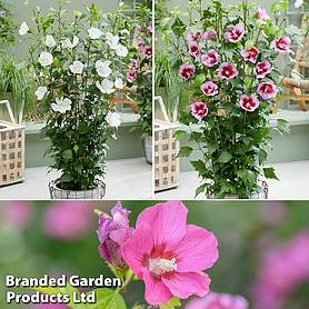 Hibiscus 'Flower Tower Collection'