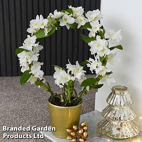 Dendrobium 'Noble White Arch' - Gift