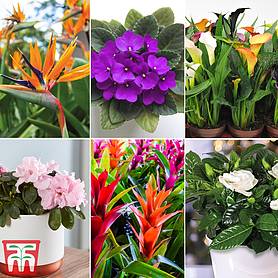 Nurserymans Choice Floral House Plant Mix