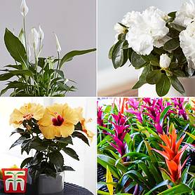 Nurserymans Choice Floral House Plant Mix (House Plant)