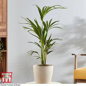 Kentia Palm (House Plant)