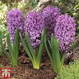 Hyacinth 'Purple Sensation'