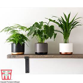 Instant Impact Collection (House Plant)
