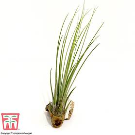 Tillandsia juncea (House Plant)