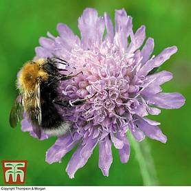 Field Scabious - Kew Collection Seeds