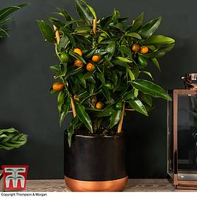 Kumquat - Citrus (House Plant)