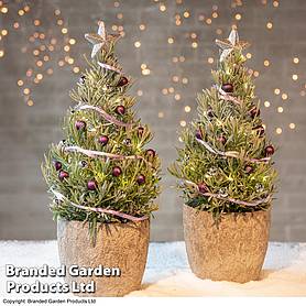 Lavender Christmas Tree - Gift