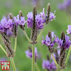 Lavender 'Oregano' - Kew Collection Seeds