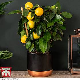 Lemon - Citrus Trellis (House Plant)