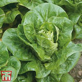 Lettuce 'Little Gem Delight' (Cos) - Organic Seeds