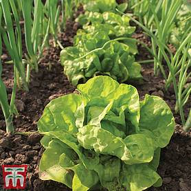 Lettuce 'All The Year Round' (Butterhead)