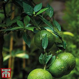 Lime Fruiting Bush