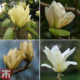 Magnolia 'Cream'