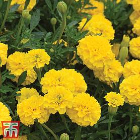 Marigold 'Boy O' Boy Yellow' - Seeds