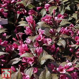 Potted Garden Plants Ideal for Cottage Gardens Thompson & Morgan Hardy Perennial Weigela ‘Alexandra’ 1 x 3.6 Litre Pot Patio and Containers Flowering Shrub