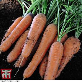 Organic Carrot 'Nantes 2' (Early maturing)