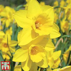 Narcissus 'Rosemoor Gold'