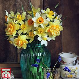 Narcissus 'Value Mixed'