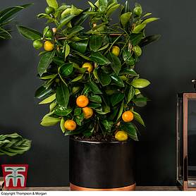Calamondin Orange - Citrus (House Plant)