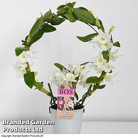 Dendrobium 'Noble White Arch' - Gift