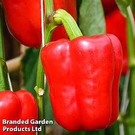 Sweet Pepper 'Solario' F1 (Grafted)