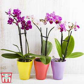 Phalaenopsis (House Plant)