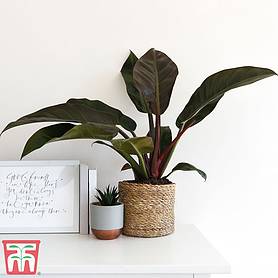 Philodendron 'Imperial Red' (House Plant)