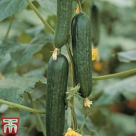 Cucumber 'Picolino' - Organic Seeds