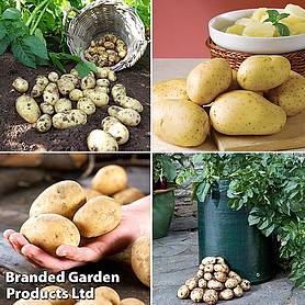 Potatoes Bargain Patio Growing Kits (Large)