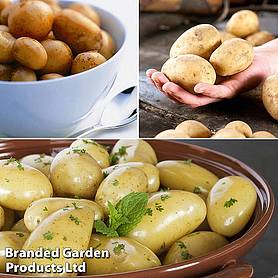 Potato Patio Growing Refill (Large)