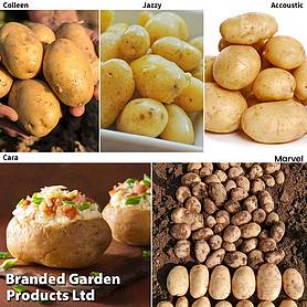 Potato Blight Tolerant Collection