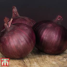 Onion 'Redlander'