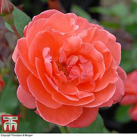 Rose 'Happy Anniversary' (Floribunda Rose)