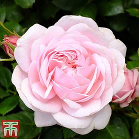 Rose 'Our Beth' (Shrub Rose)