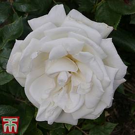 Rose 'Silver Anniversary' (Hybrid Tea Rose)